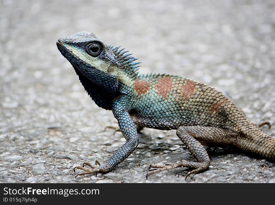 Blue chameleon, wildlife in the earth, it's stand on the road in zoo...