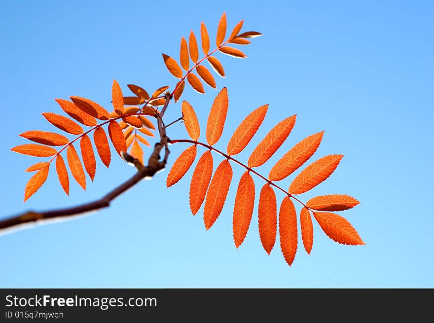 Red leaf of ashberry on blue sky