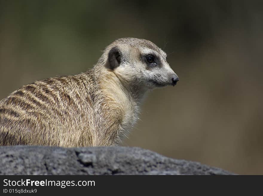 Meerkat