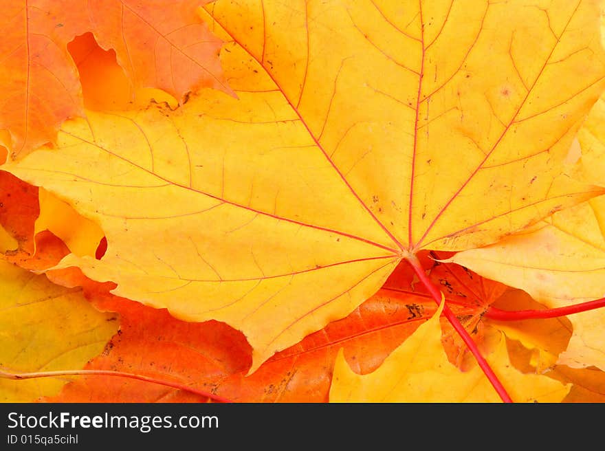 Background from leaves of yellow, red and orange color. Background from leaves of yellow, red and orange color.