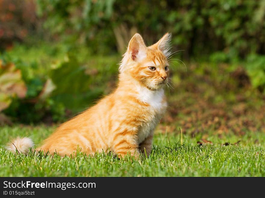 Kitten Sitting On A Grass