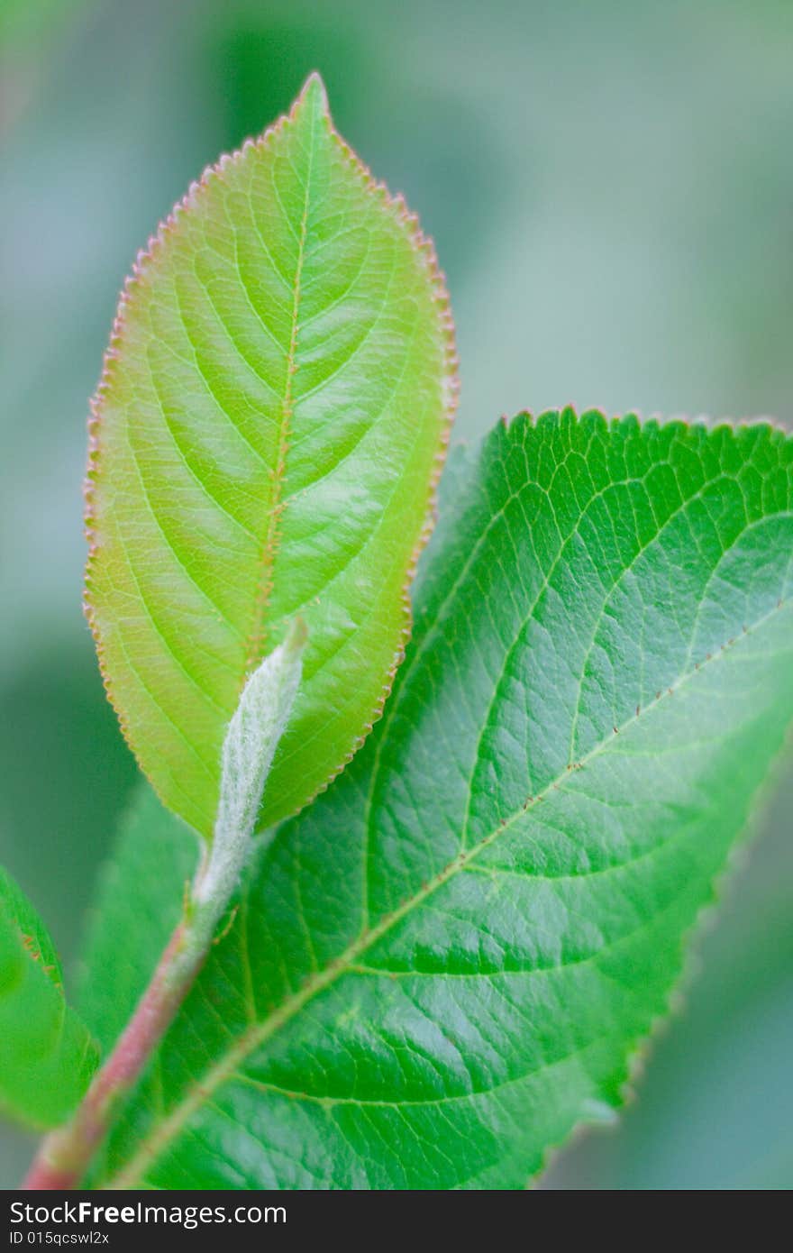 Green leaves on a background of the different plants. A background on a theme about seasonal changes. Green leaves on a background of the different plants. A background on a theme about seasonal changes.