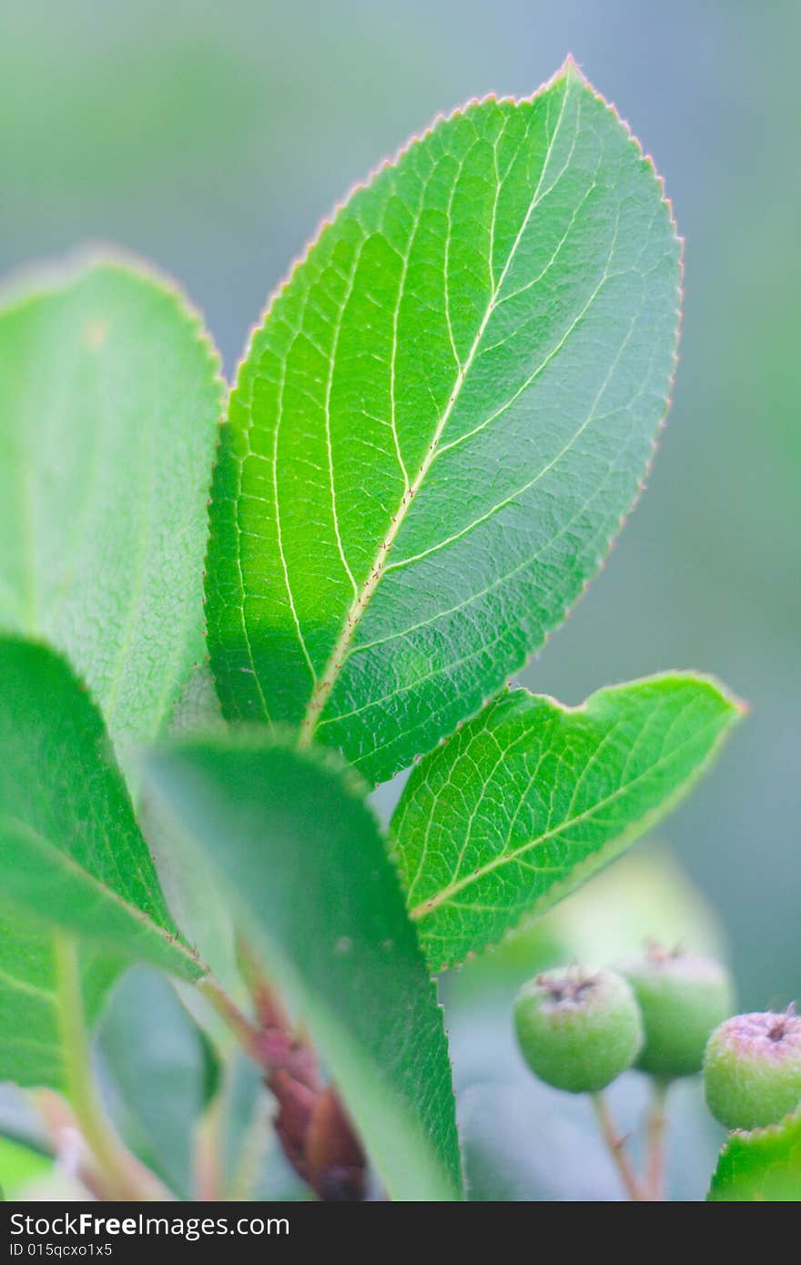 Green leaves on a background of the different plants. A background on a theme about seasonal changes.