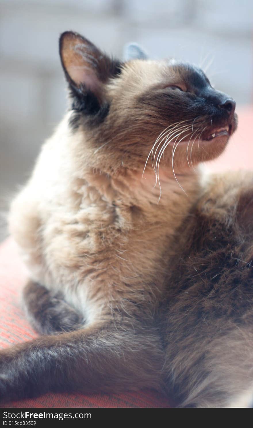 Portrait of a having a rest Siamese cat. Portrait of a having a rest Siamese cat