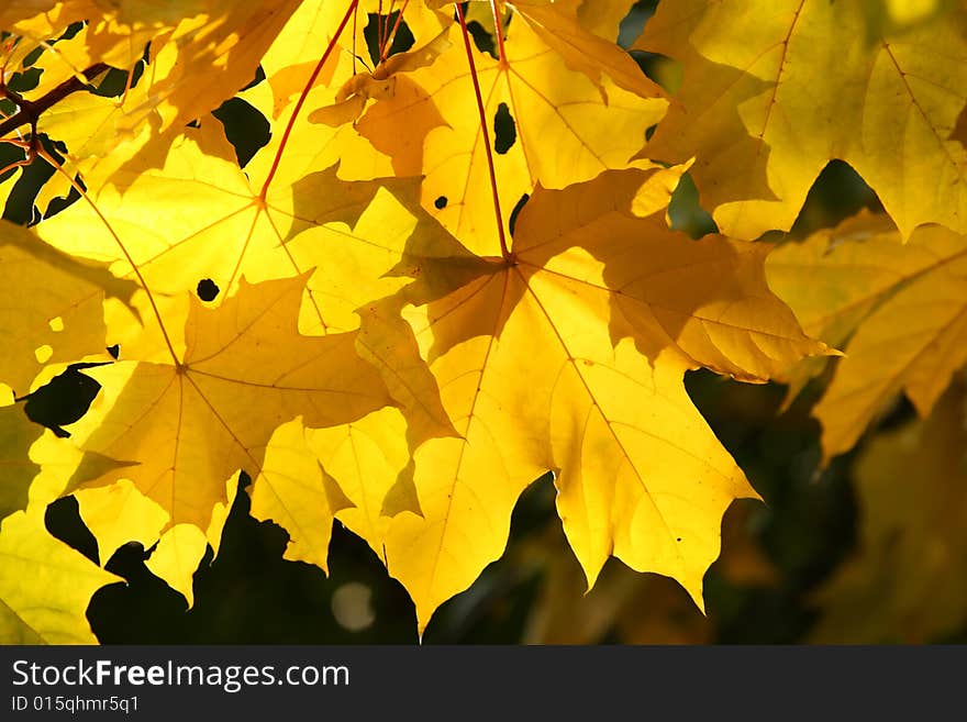 Abstract background. Autumn yellow leaves. Sun weather