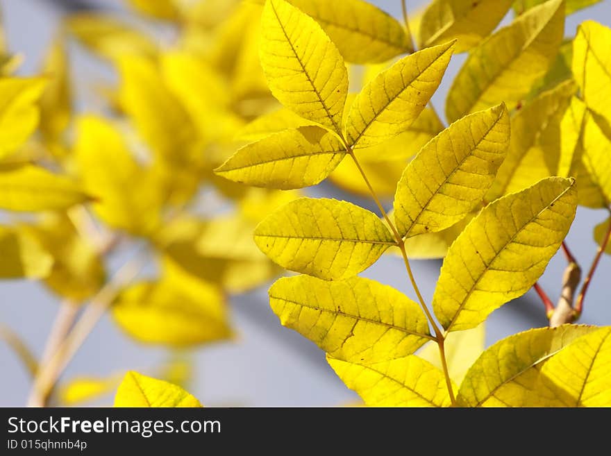 Yellow autumn leaves