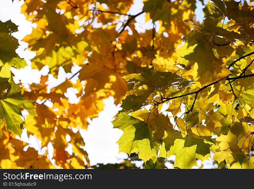 Abstract background. Autumn yellow leaves. Sun weather