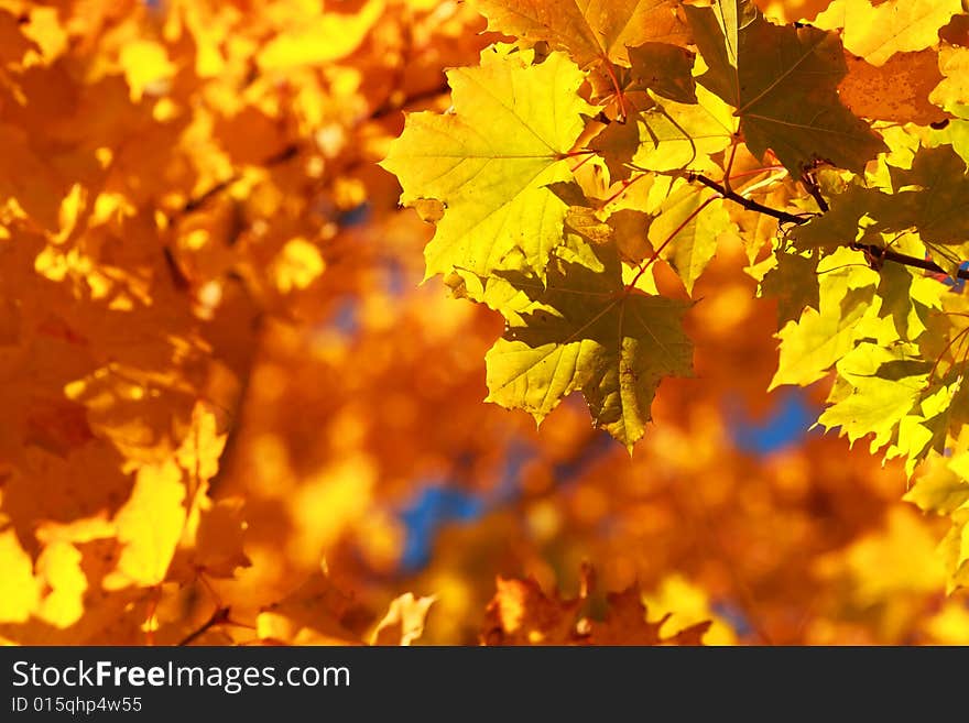 Autumn maple. Orange, green, yellow, blue colors.