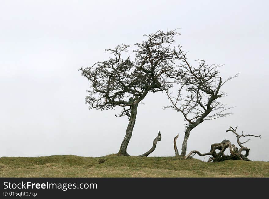 Bare trees isolated against a snow-filled sky. Bare trees isolated against a snow-filled sky