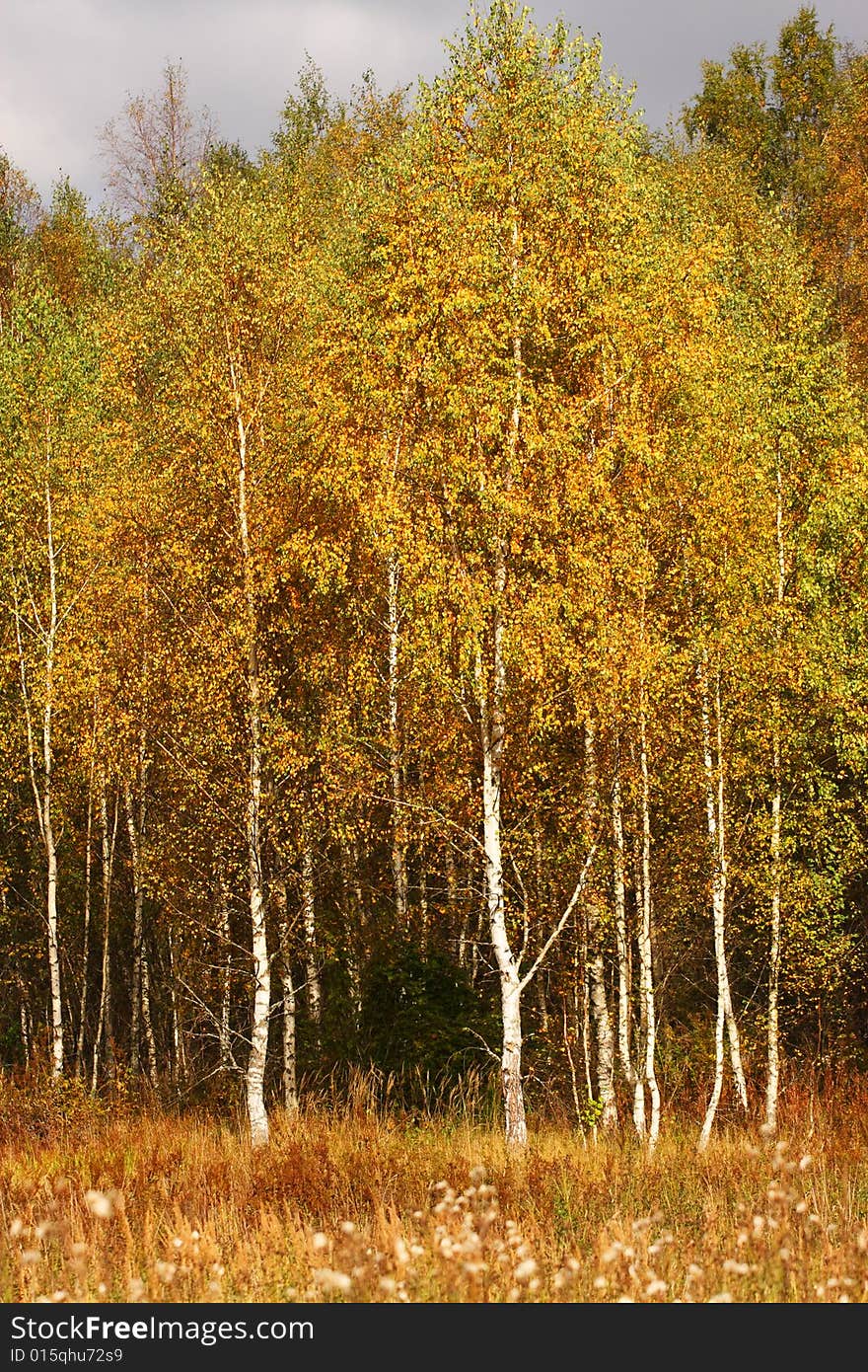 Autumn trees. Birches with orange leaves. Meadow