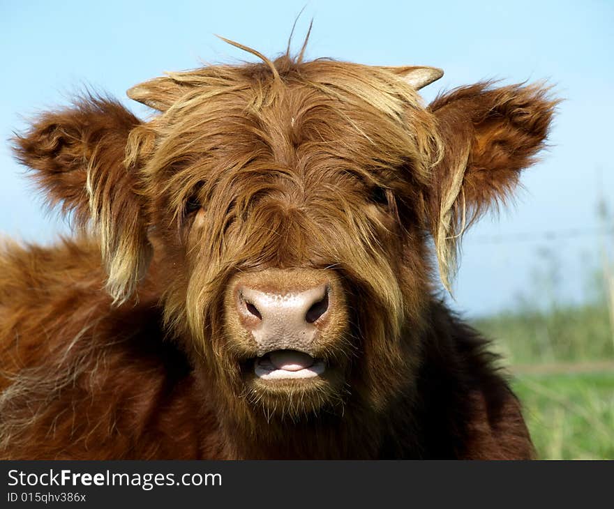 Young Scottish Highlander in a meadow