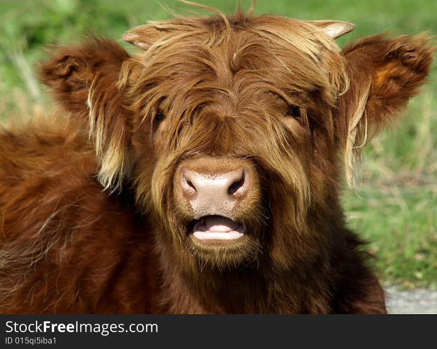 Young scottish highlander in a meadow