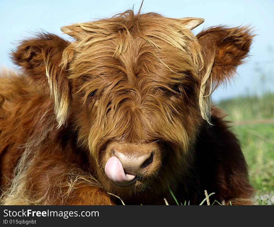 Young scottish highlander in a meadow