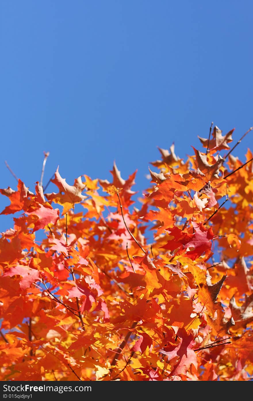 Beautifall autumn leaves on a bright autumn day