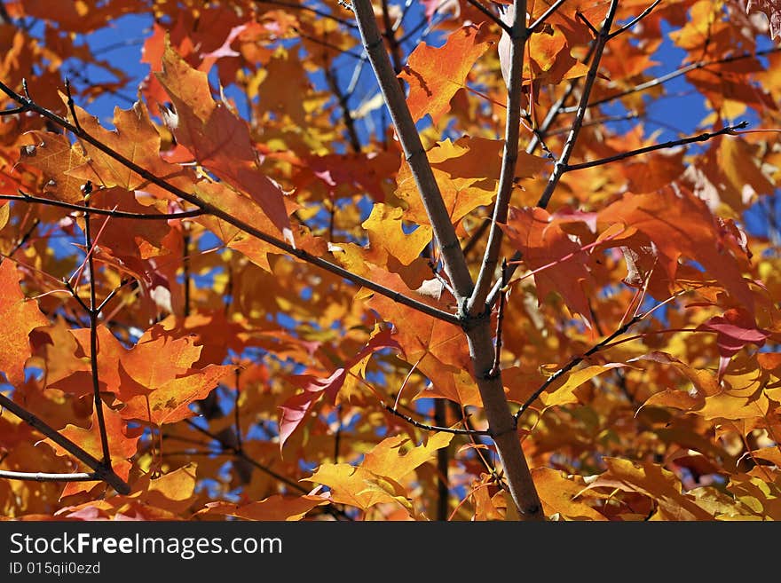 Beautifall autumn leaves on a bright autumn day