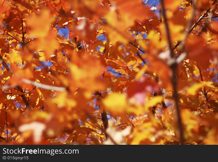 Beautifall autumn leaves on a bright autumn day - selective focus