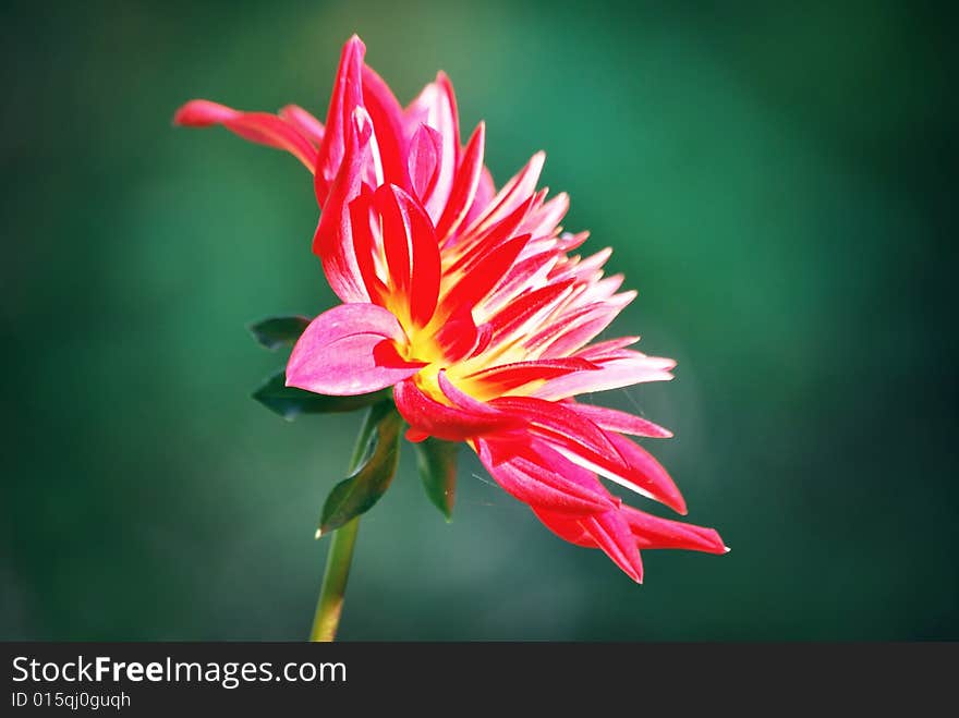 A close-up of a dahlia flower, against green background. A close-up of a dahlia flower, against green background