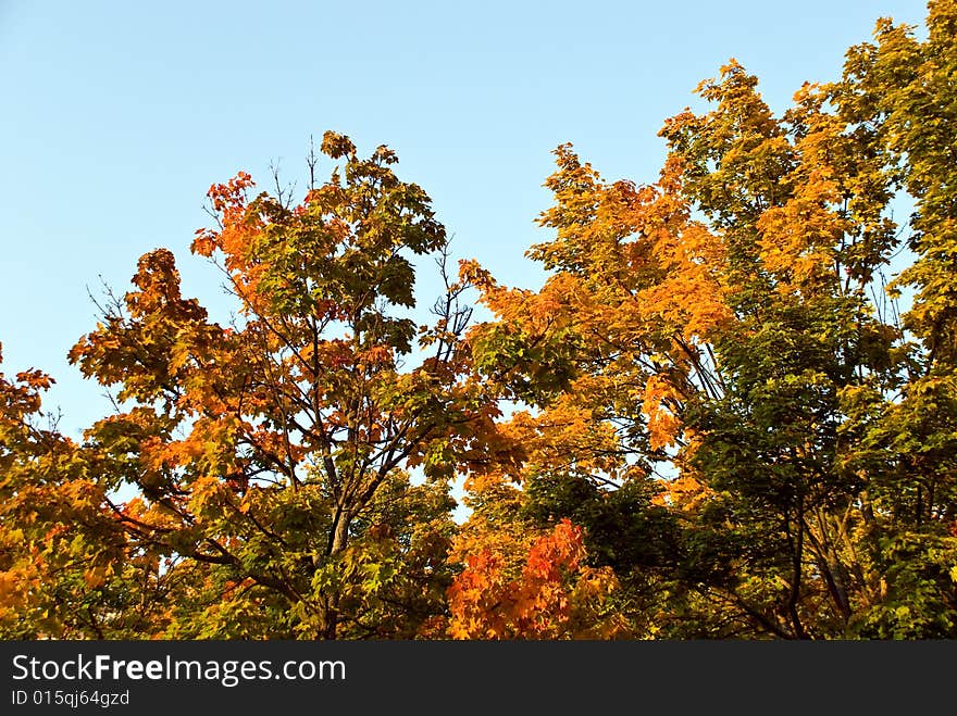 Colorful Autumnal Trees In The Park With Sky.