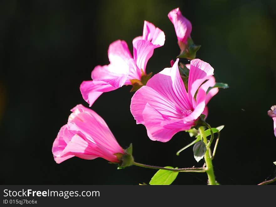 A close-up of lavaterra flowers in a sunbeam.