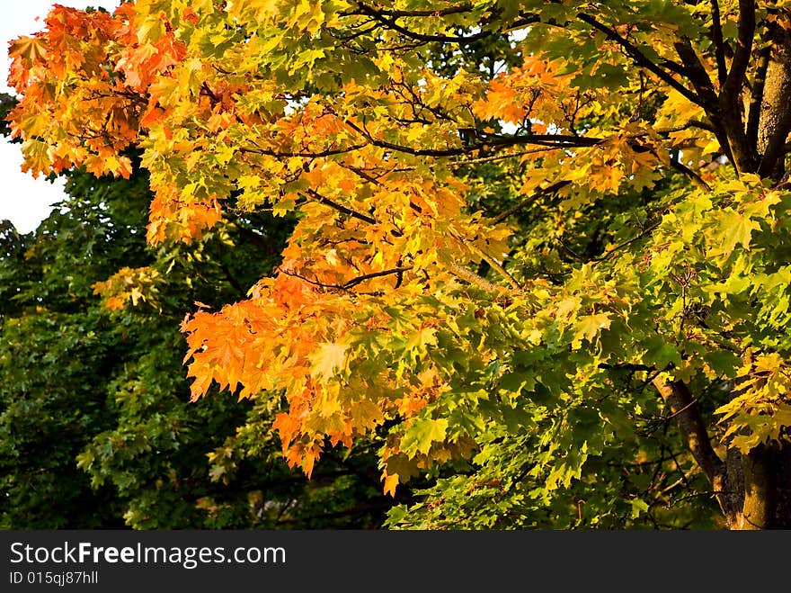 Colorful Autumnal Trees In The Park With Sky.