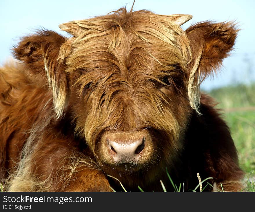 Young scottish highlander in a meadow