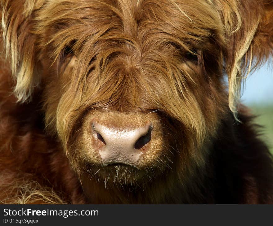 Young scottish highlander in a meadow