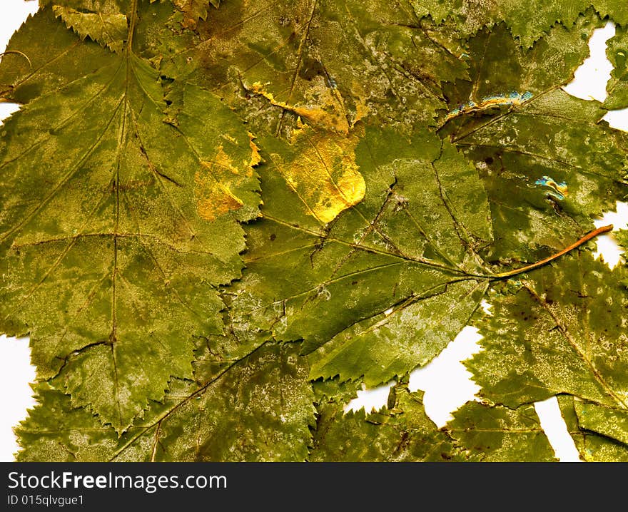 Texture of dry green leaves