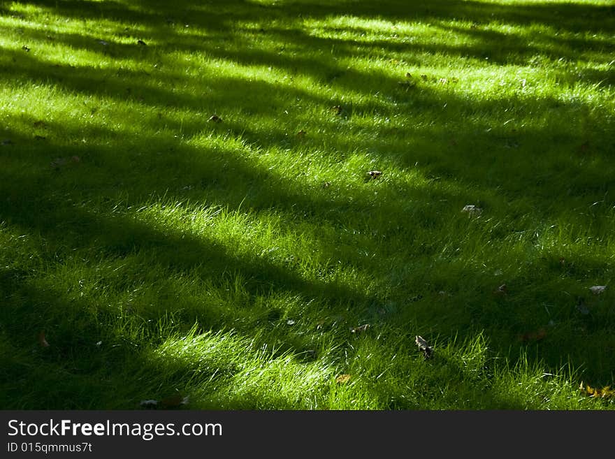 Grass structure in a sunny day