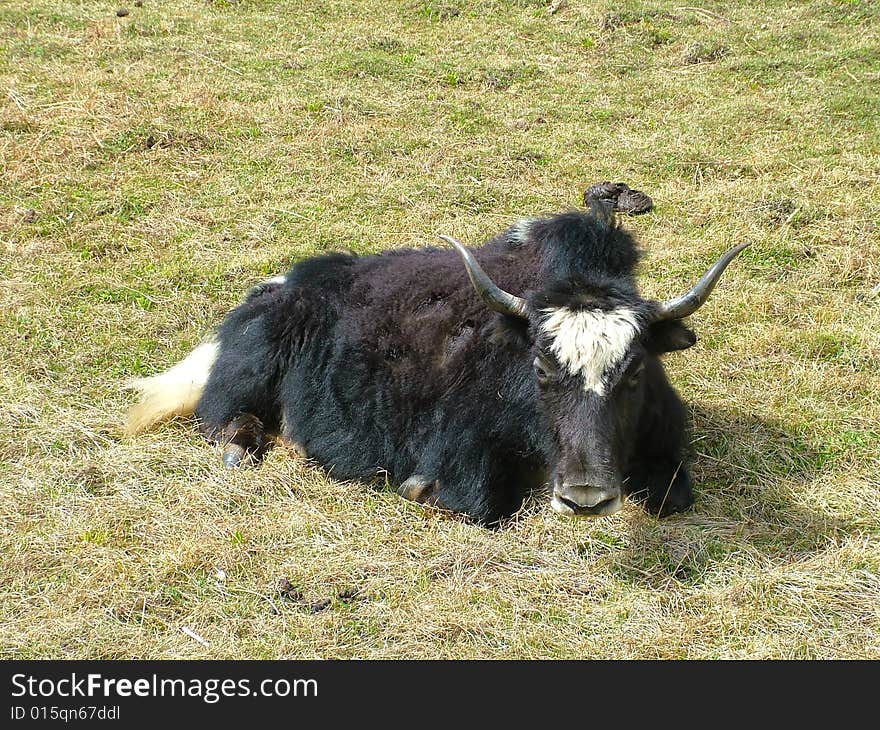 A altiplano yak,lives where is height above sea level   more than 4km