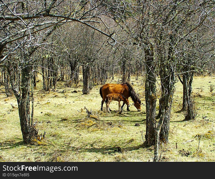 Horses are in the woods,and eating.which is in Yungui altiplano ,height above sea level  4km