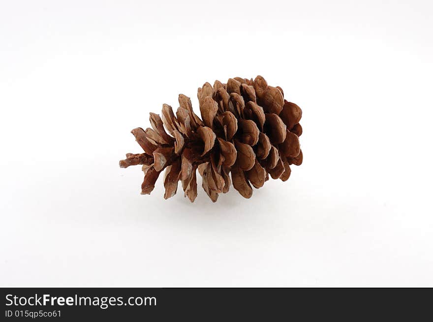 Fir-cone