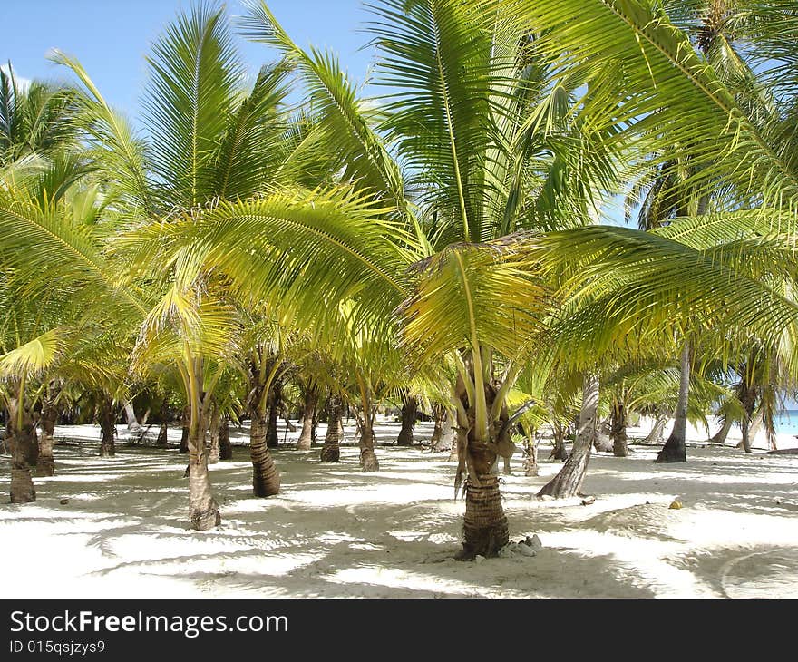 Beautiful  beach with palms in the summer sun. Beautiful  beach with palms in the summer sun