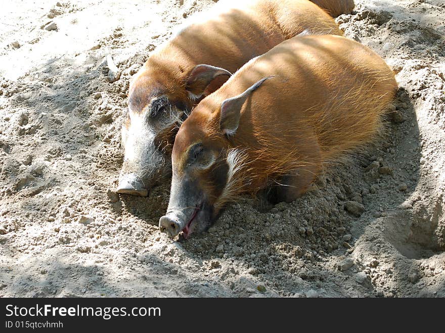 Photo of wild pigs are sleeping on the sand. Photo of wild pigs are sleeping on the sand