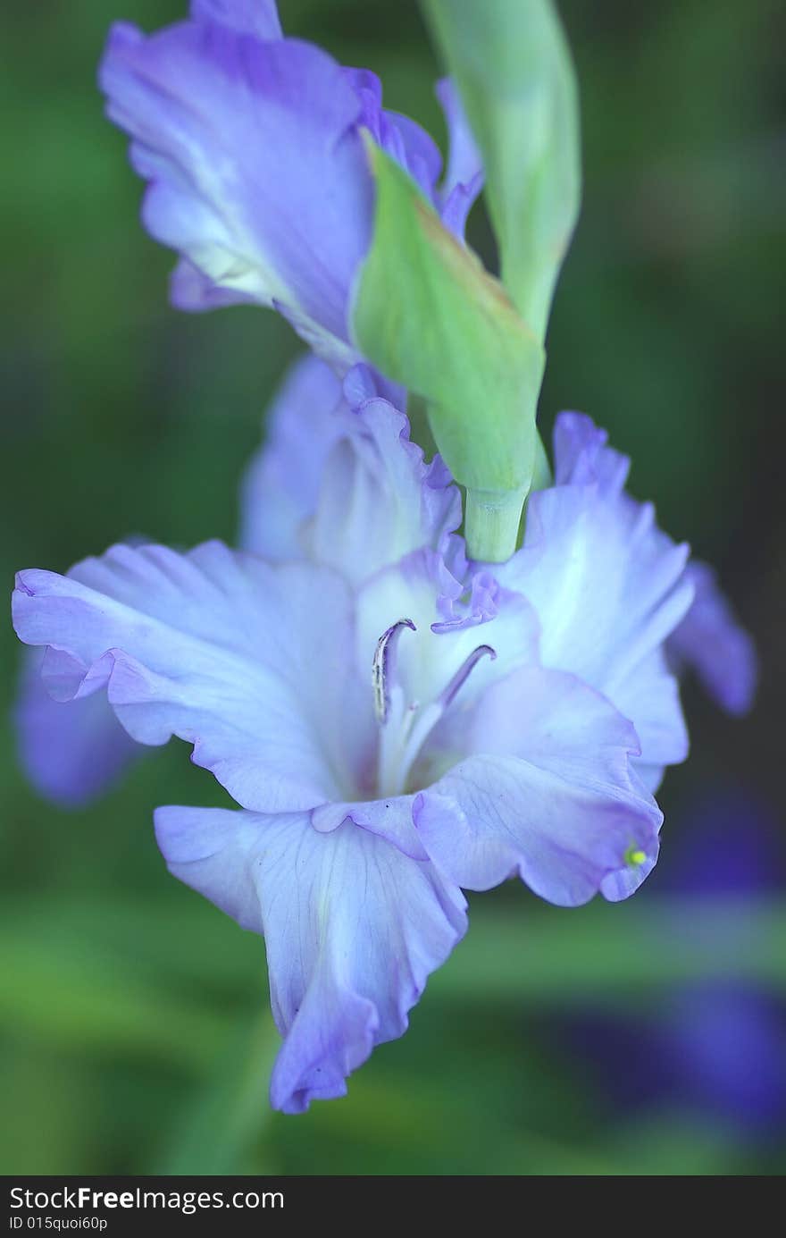 Blue flower dismissed in the spring. Blue flower dismissed in the spring