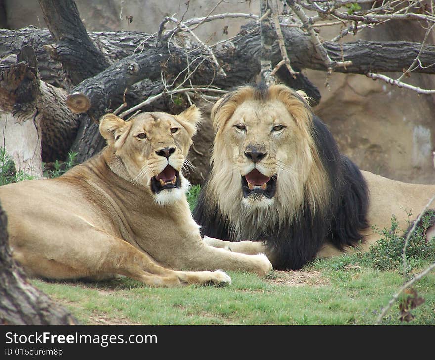 Lions