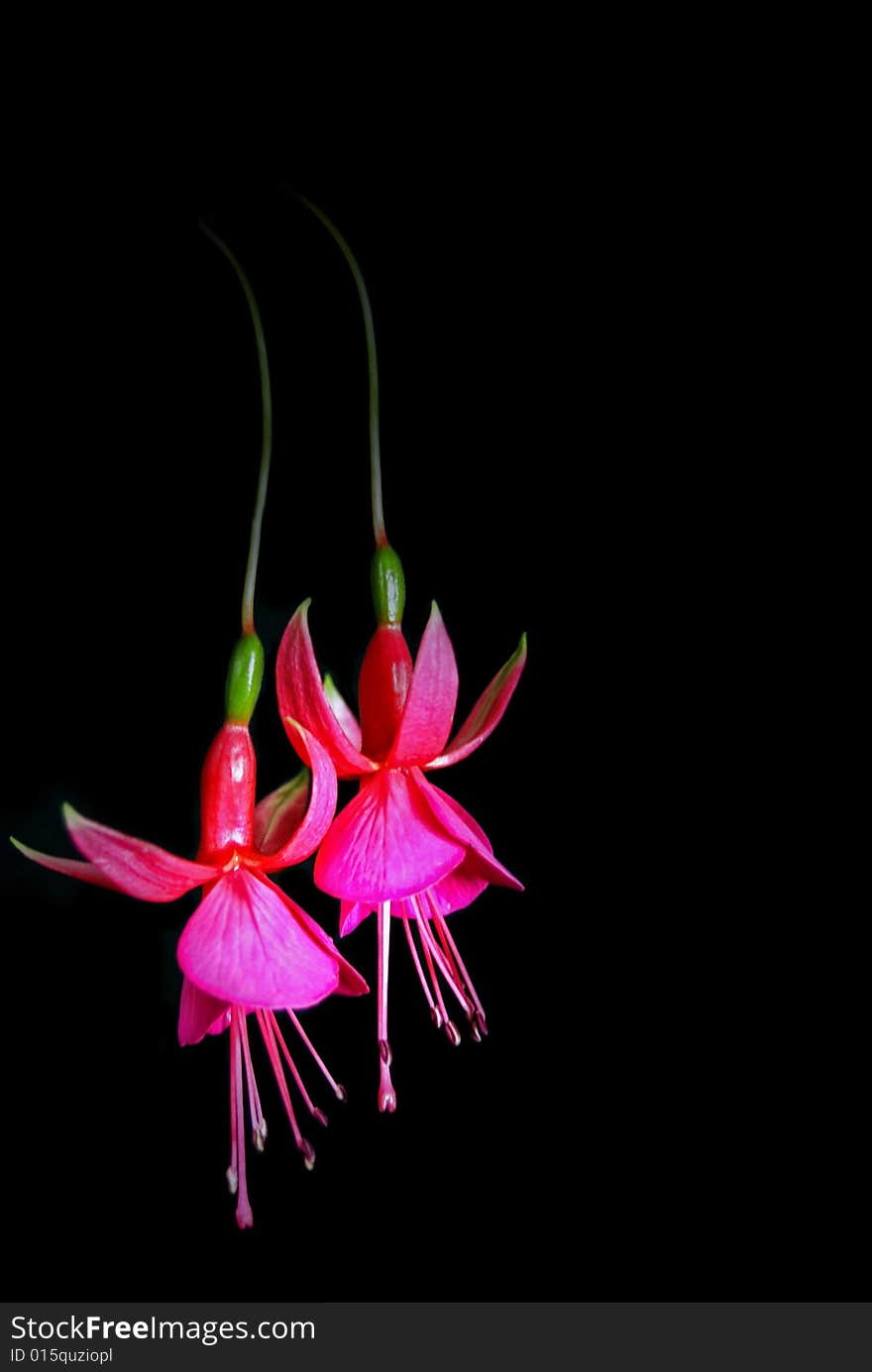 Bright fuchsia blossoms illuminated on black. Bright fuchsia blossoms illuminated on black.