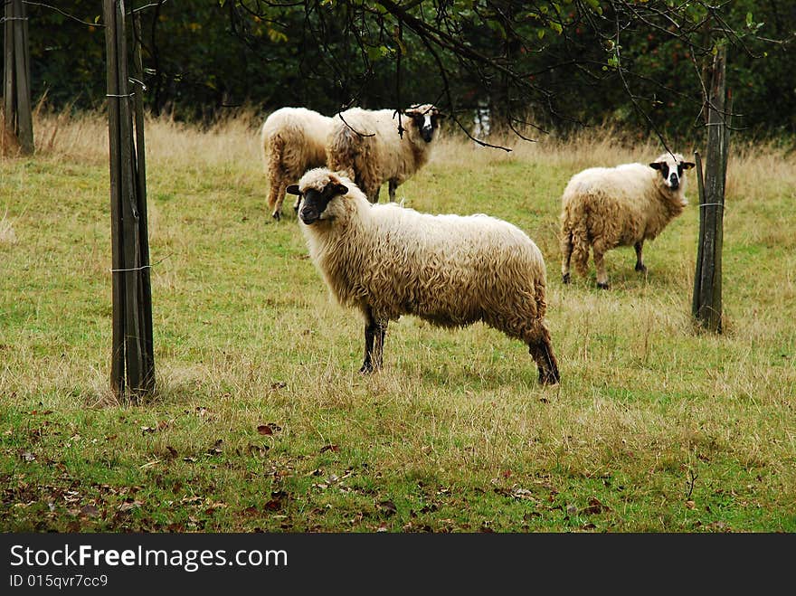 A few sheep in a romanian field. autumn time