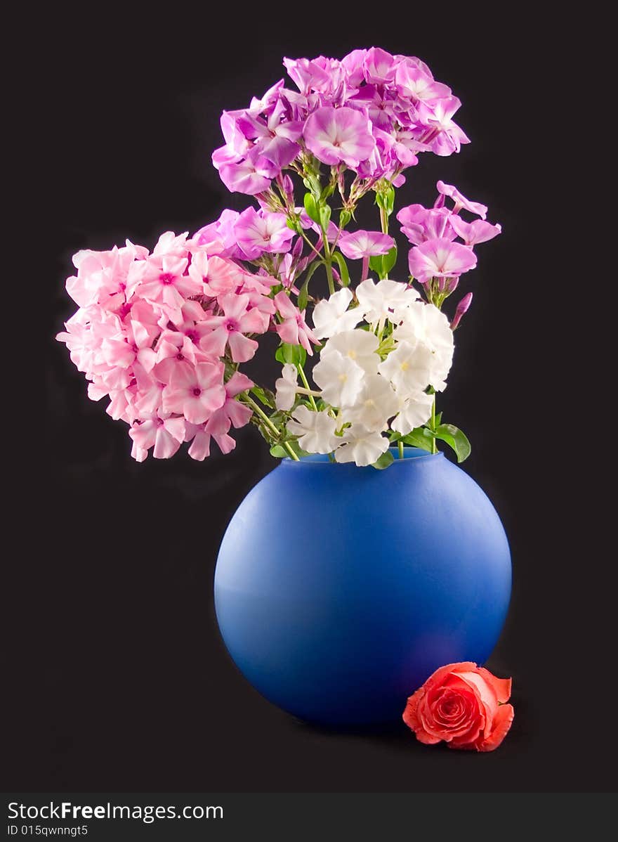 Flower of scarlet rose at bottom dark-blue vases with bouquet of phloxes on black background. Flower of scarlet rose at bottom dark-blue vases with bouquet of phloxes on black background