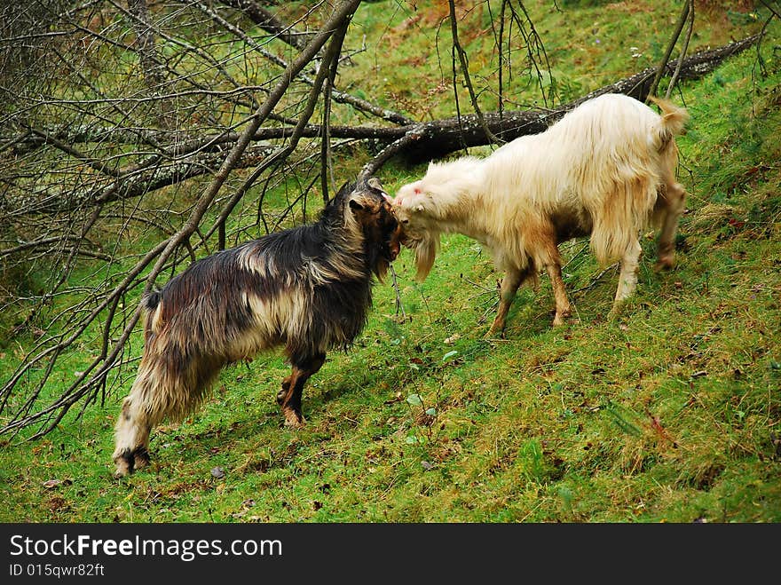 Violent fight for supremacy between two goats. Violent fight for supremacy between two goats