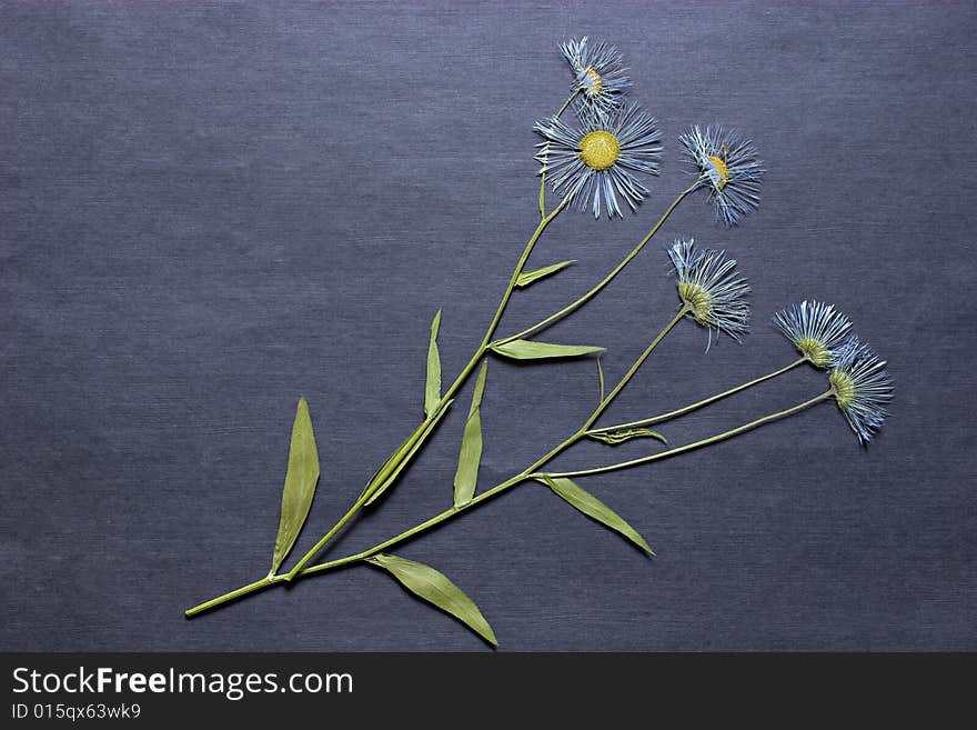 The Dried Flowers For A Herbarium.