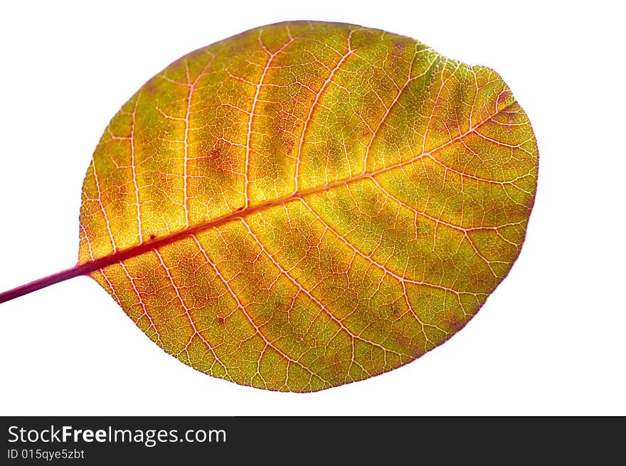 Bbacklighting shot of autumn leaf