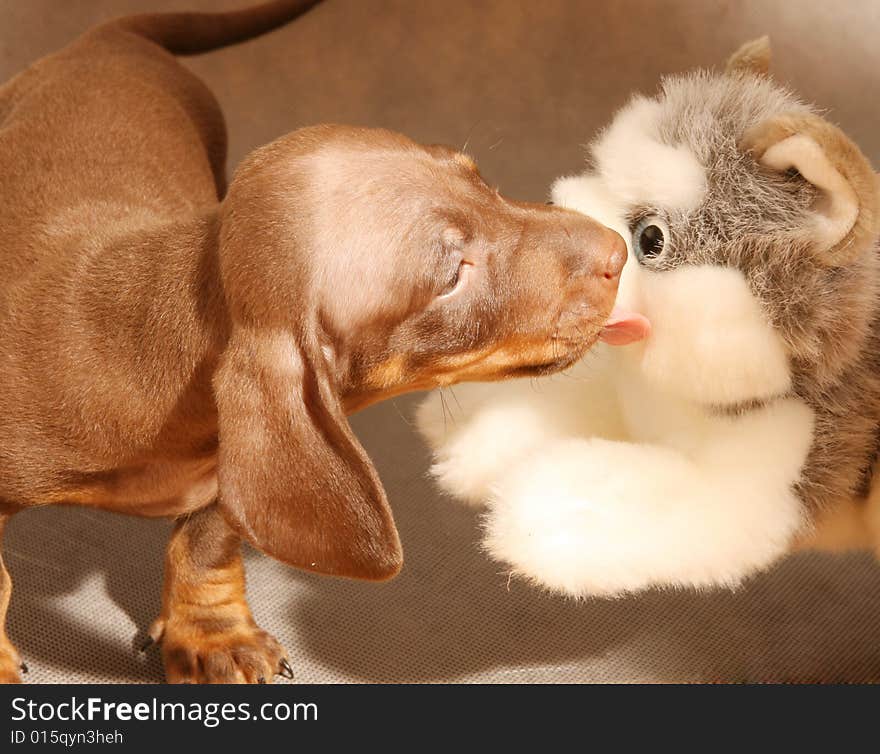 Cute Dachshund  Puppy With Toy Dog