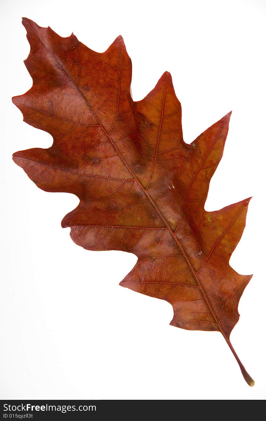 Close-up of a leaf isolated on  white background. Close-up of a leaf isolated on  white background