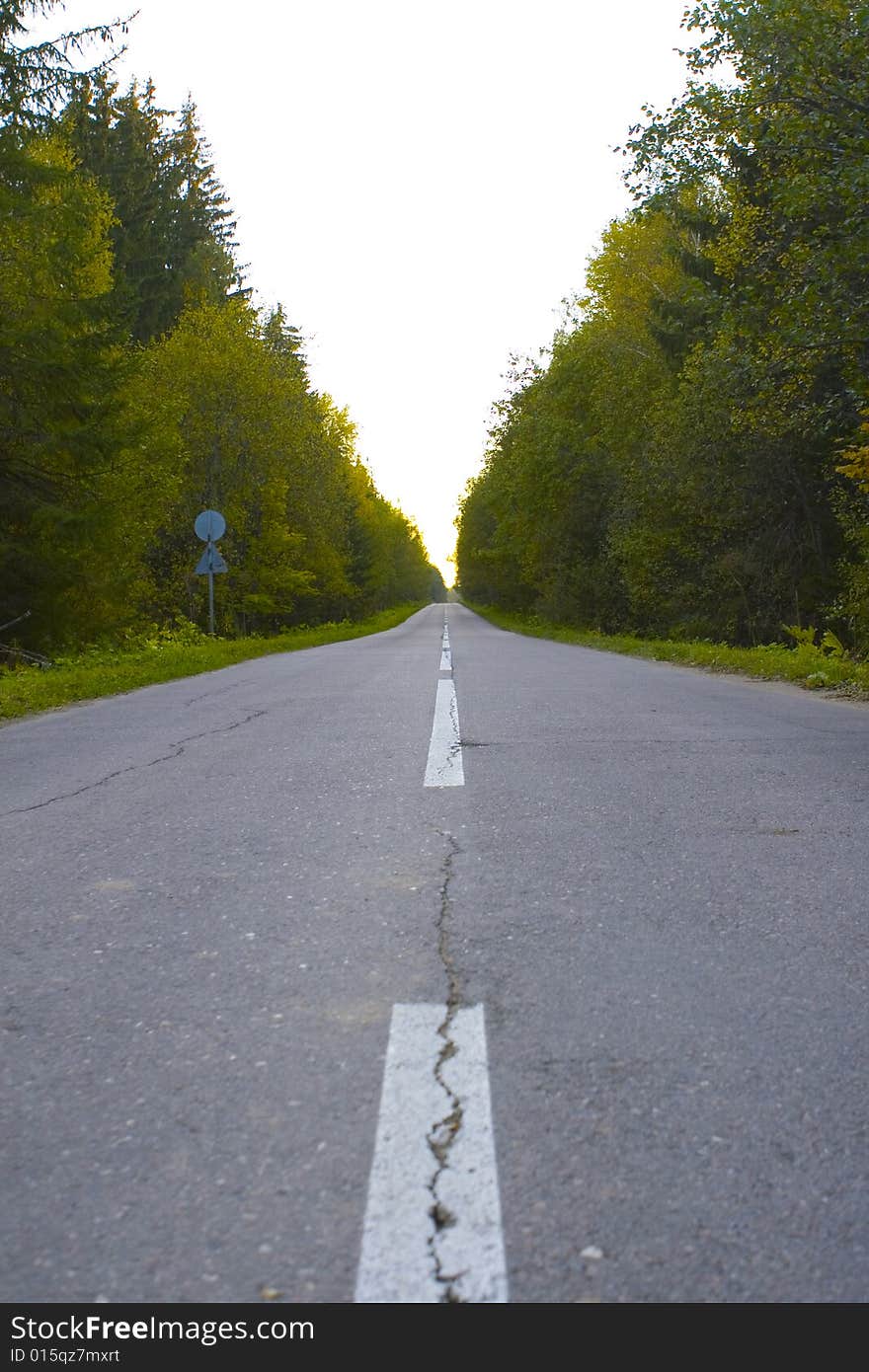 Road In Forest