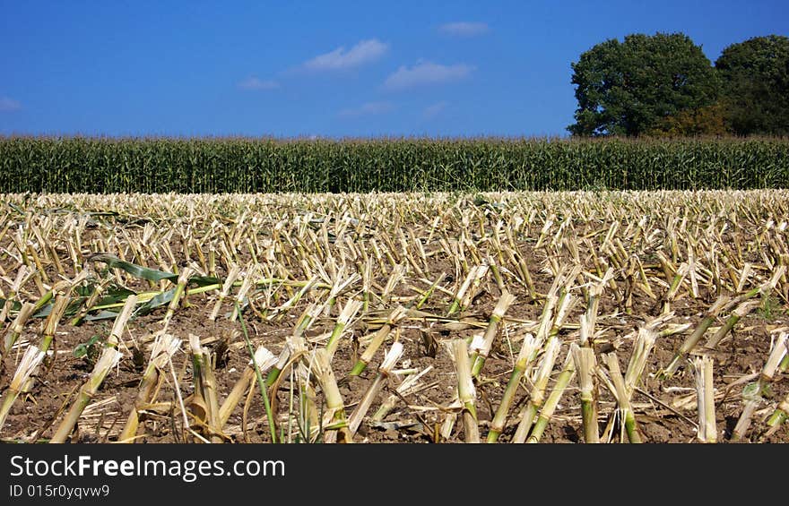 Partly earned Field of Corn Plants. Partly earned Field of Corn Plants