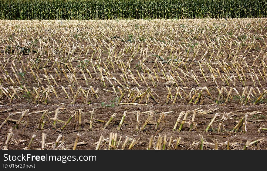 Partly earned Field of Corn Plants. Partly earned Field of Corn Plants