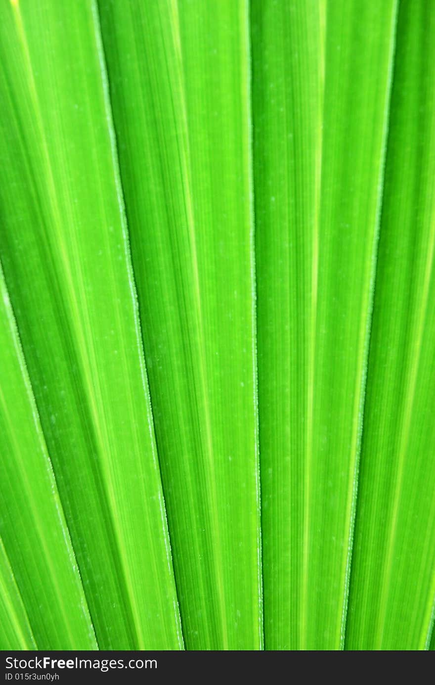 Close up of palm leaf