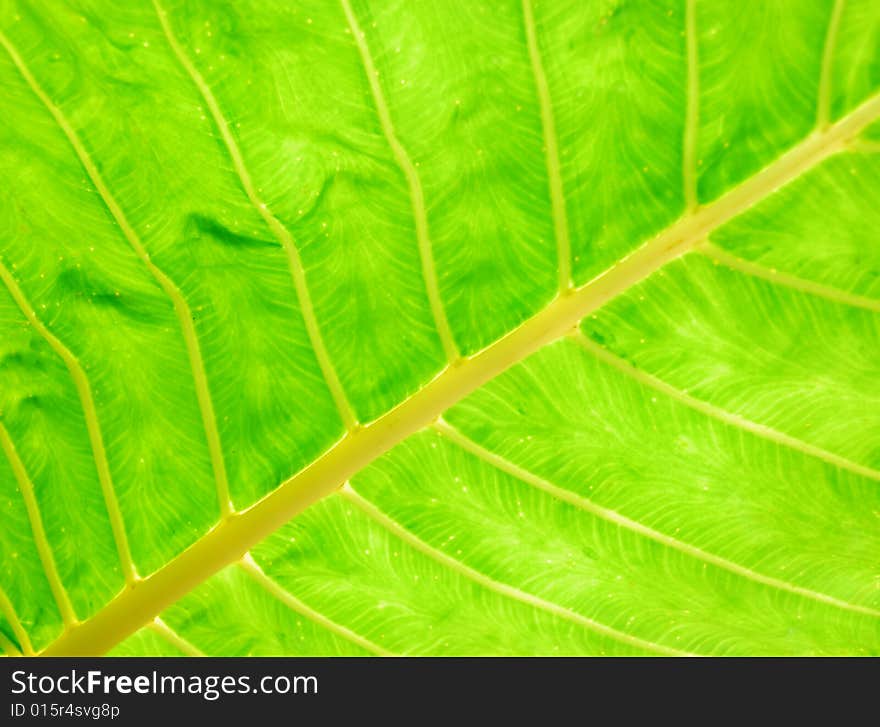 Macro of underside of a leaf. Macro of underside of a leaf