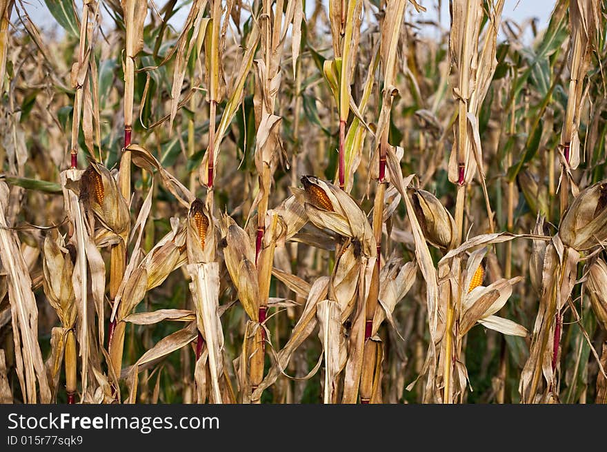 A late summer cornfield in Southern Austria. A late summer cornfield in Southern Austria.