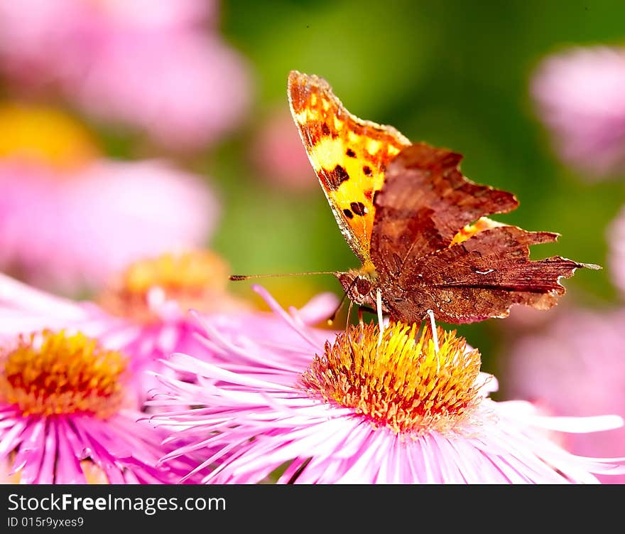 Beautiful Butterfly on flower in spring